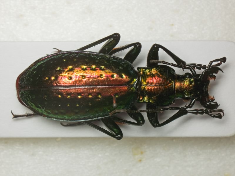 Carabus rutilans Dejean, 1826